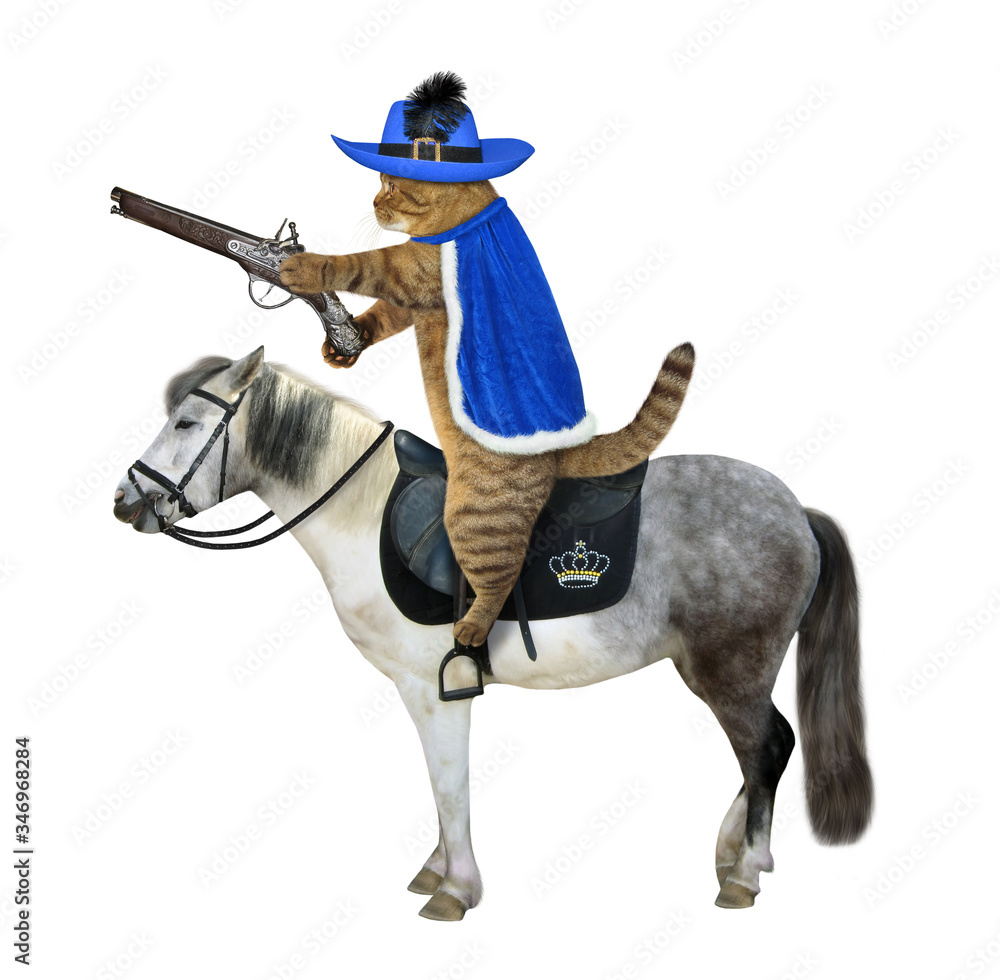 Fototapeta premium The beige cat musketeer in a hat with a feather and a blue cloak with a flintlock pistol rides a gray horse. White background. Isolated.