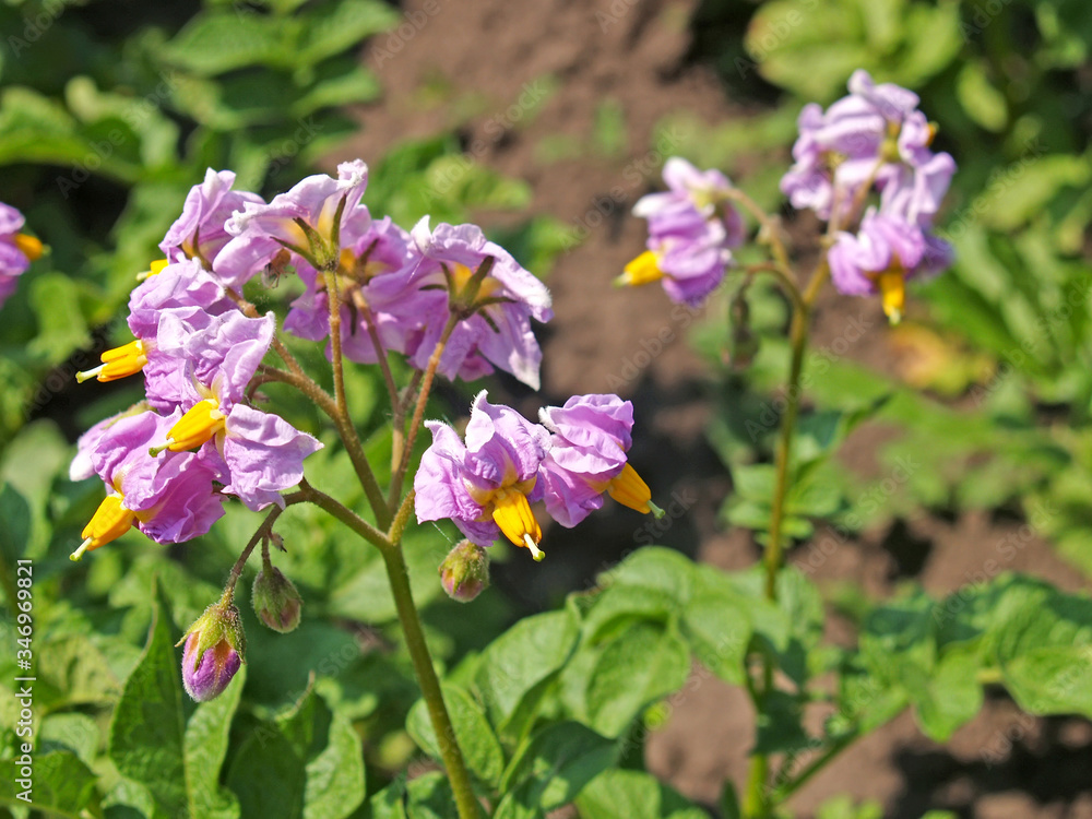 Pink potato flowers (Solanum tuberosum L.) Pink potato flowers (Solanum tuberosum L.)