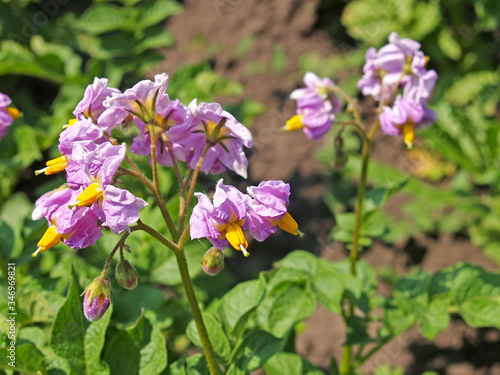 Pink potato flowers (Solanum tuberosum L.)