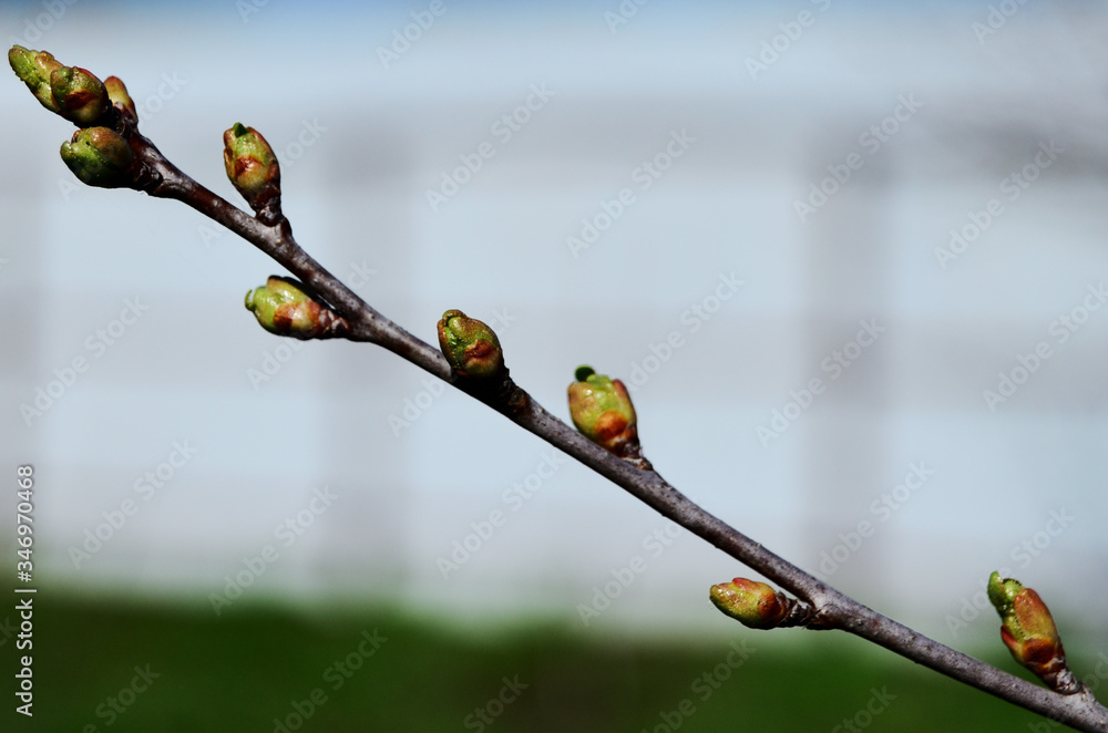 kidneys on a branch of cherry close-up bloom in spring kidneys on a branch of cherry close-up bloom in spring