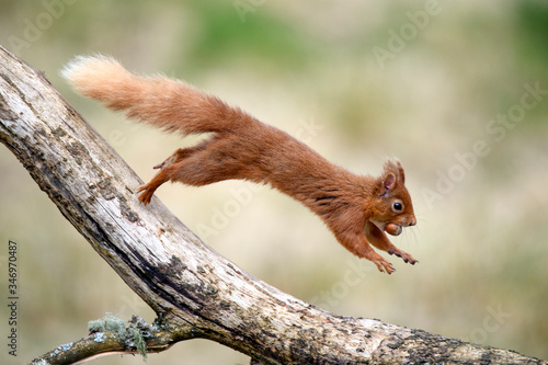 Red squirrel (Sciurus vulgaris) jumping on tree branch with nut in mouth