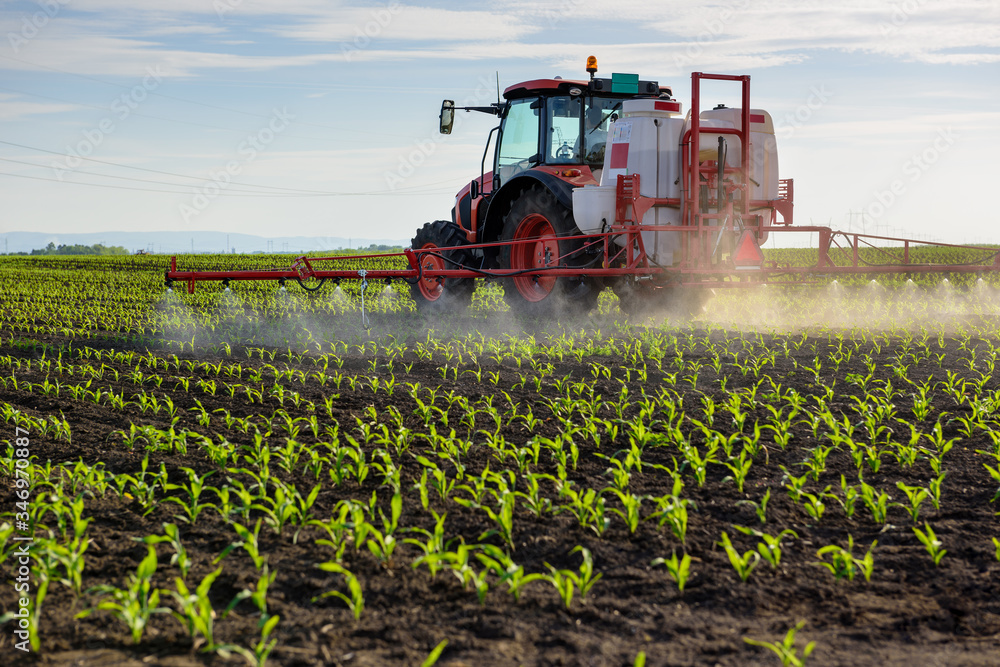 Tractor spraying young corn with pesticides Tractor spraying young corn with pesticides