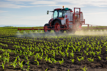 Acrylglasbilder Traktor Traktor besprüht junges Maisfeld  © marritch