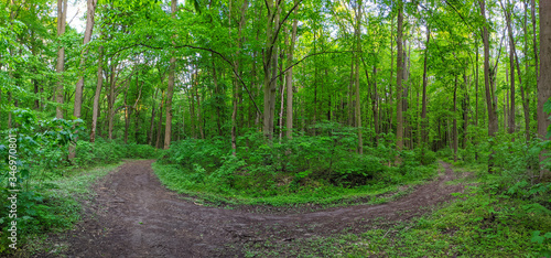 Green spring forest panorama