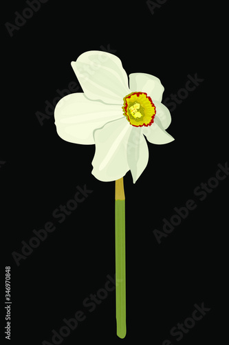 white narcissus flower on a black background. Eps 10 vector stock illustration