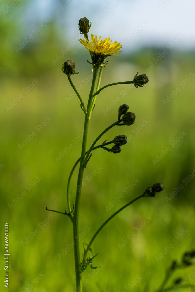 Obraz premium gelbe Blume