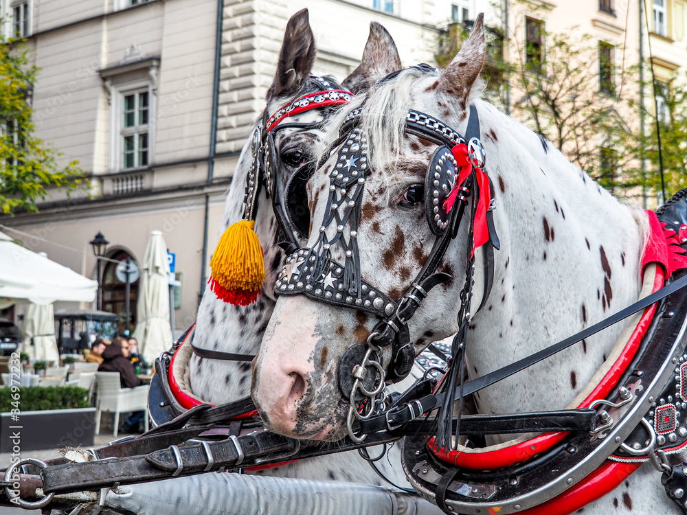 Beautiful horses and carriages of Krakows Glowney Square provide rides for tourists