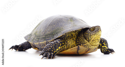 One beautiful turtle.
