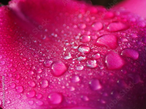 Closeup of raindrops on a pink tulip flower petal