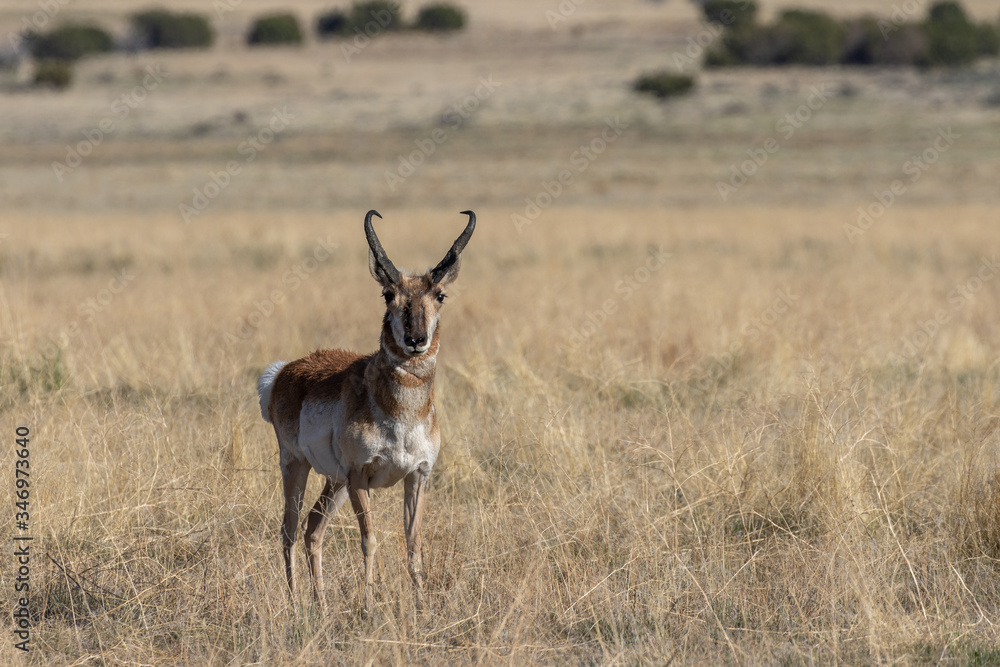 Fototapeta premium Pronghorn Antelope Buck in the Utah Desert