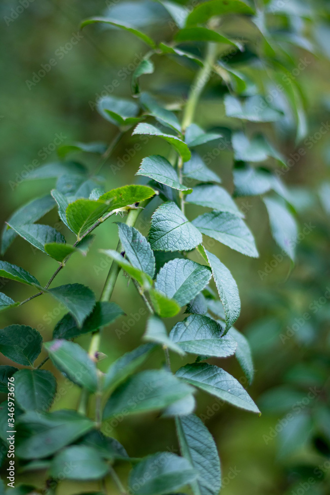 Obraz premium Greenery 