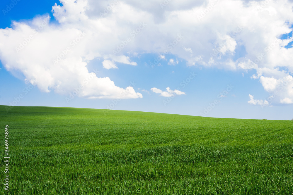 Blue sky with clouds over a green field with young wheat. Travel Ukraine.