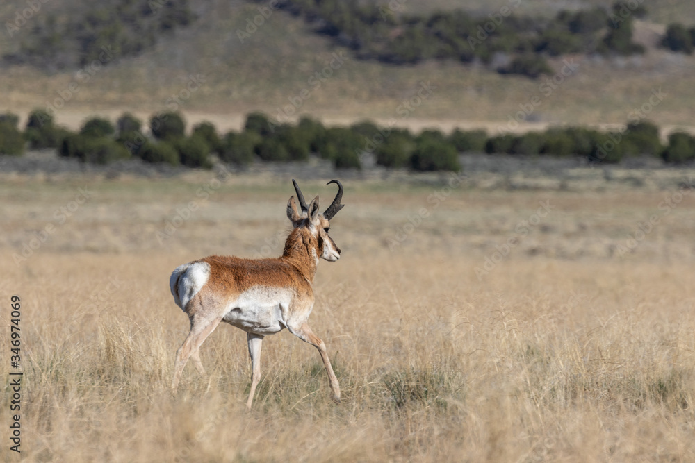Pronghorn Antelope Buck in the Utah Desert Pronghorn Antelope Buck in the Utah Desert