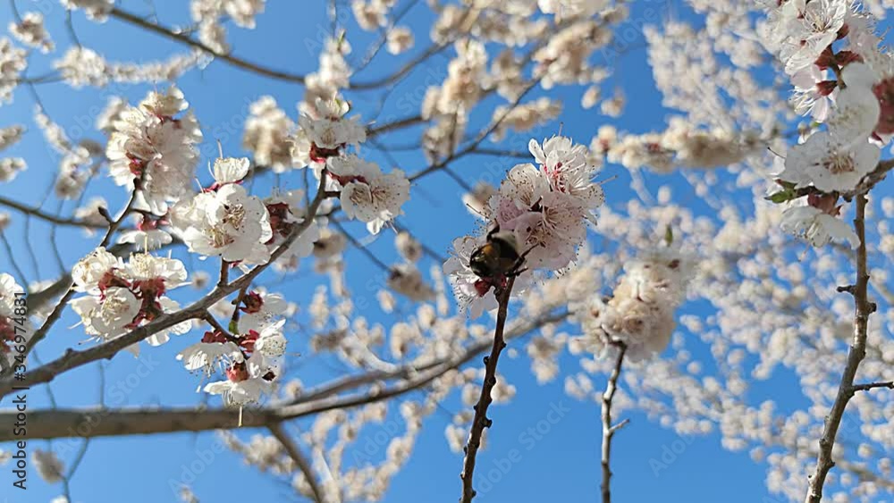 Bumblebee collects nectar from the flowers of an apple tree. Blooming apple tree. Fruit trees in spring, gardening. Tree branches with blue sky. Bumblebee collects nectar from the flowers of an apple tree. Blooming apple tree. Fruit trees in spring, gardening. Tree branches with blue sky.