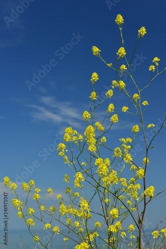 Wild Mustard, Charlock. U.K. Striking Spring colours in yellow and blue.