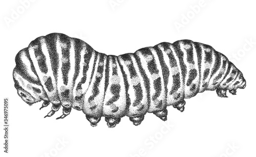 Ink Insect Papilio Machaon Caterpillar 