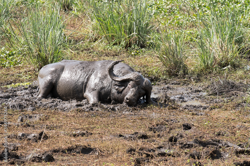 Fototapeta premium Buffalo mud bathing