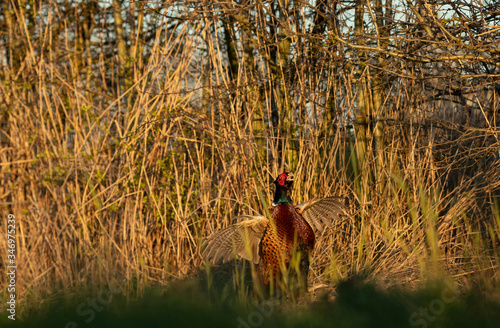 Fototapeta Naklejka Na Ścianę i Meble -  Beautiful Common pheasant (Phasianus colchicus)