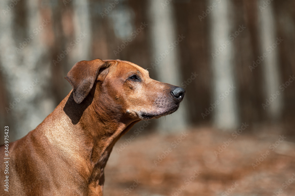Rhodesian Ridgeback. The old dog is close-up against the backdrop of nature. Rhodesian Ridgeback. The old dog is close-up against the backdrop of nature.