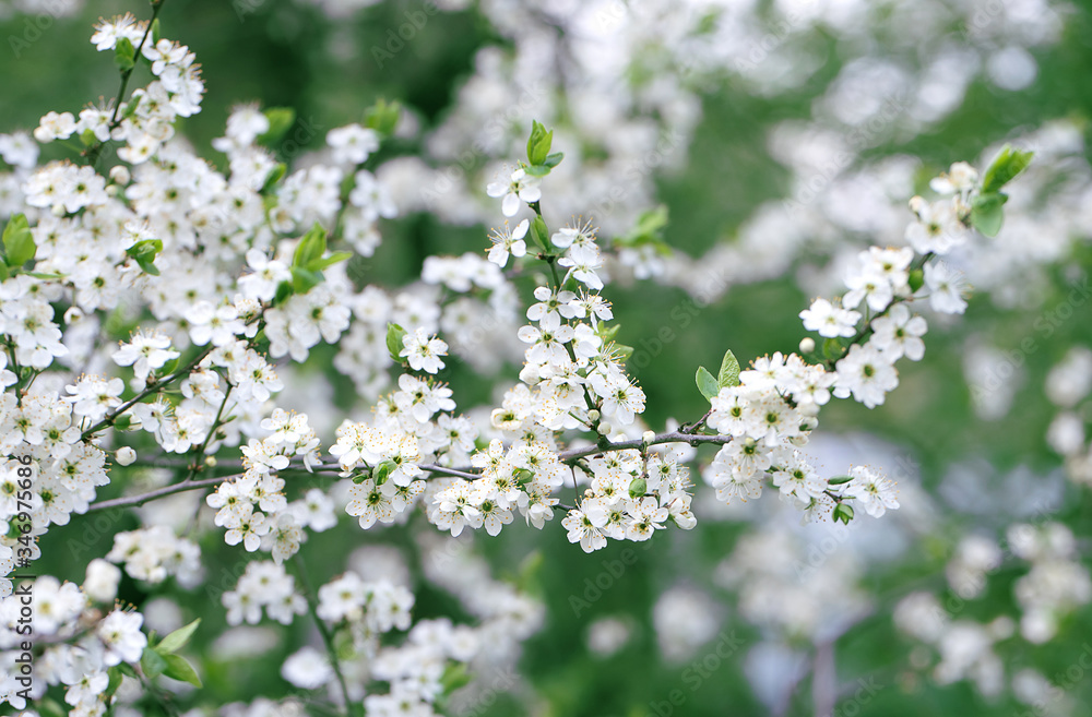 Spring photo. Green foliage and white flowers on the tree. Spring photo. Green foliage and white flowers on the tree.