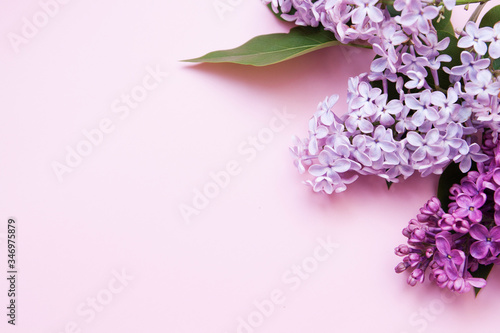 Lilac flowers on a pink background flat lay. Spring flower layout top view © Alina