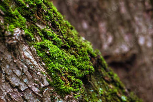 Green moss on the bark of a tree. Photo in the forest. Nature.
