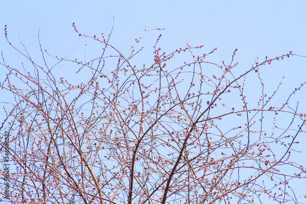 Apricot blossom Peach Blossom flowering pink flowers under sky close up Apricot blossom Peach Blossom flowering pink flowers under sky close up