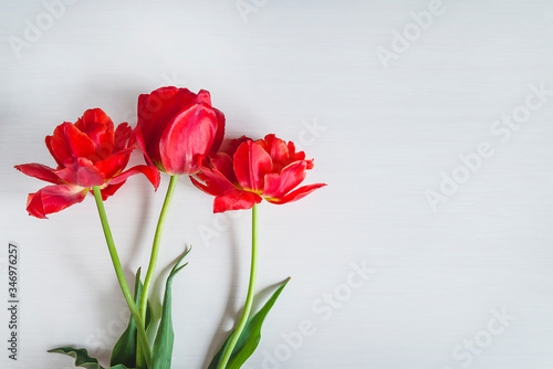 Fototapeta Naklejka Na Ścianę i Meble -  Three red tulips on white background. Space for text, flat lay