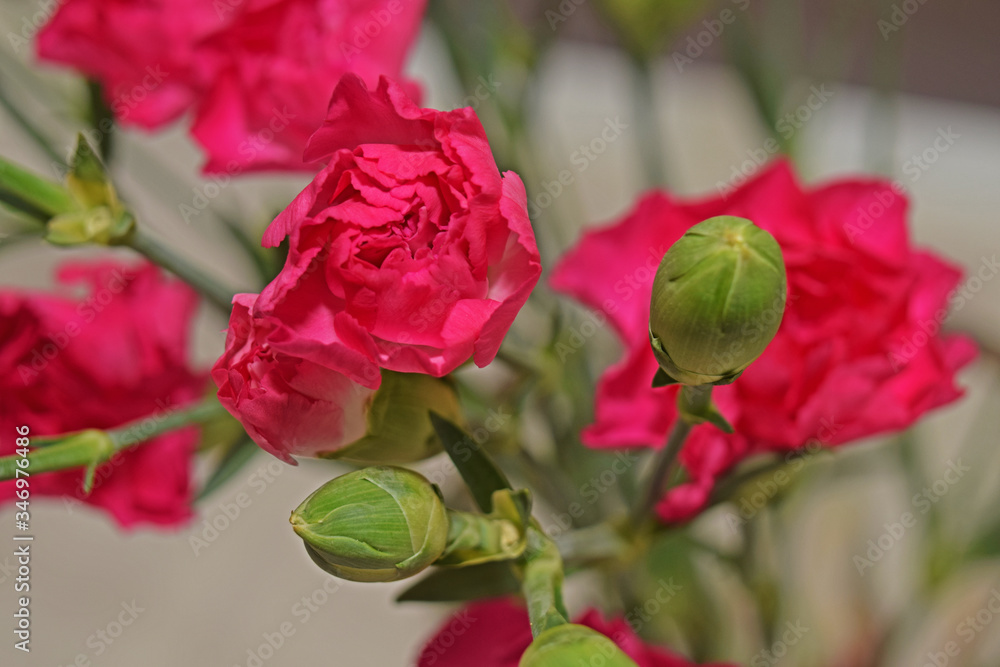 Au jardin : œillets en fleurs et boutons prêts à éclore. Au jardin : œillets en fleurs et boutons prêts à éclore.