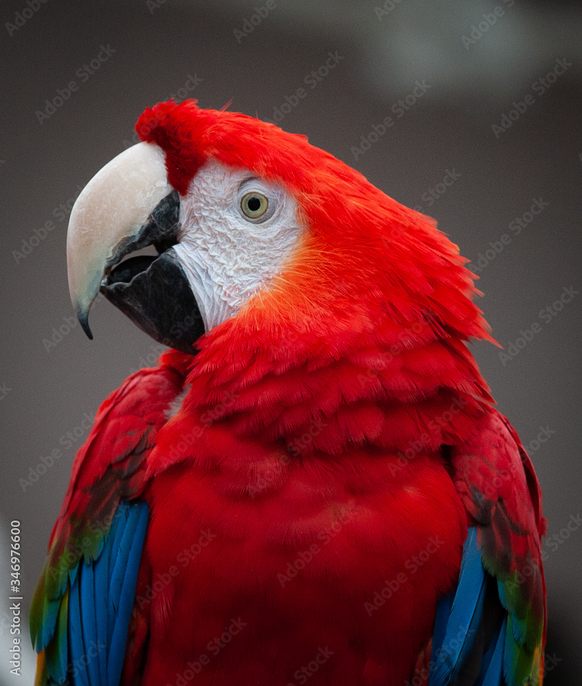 Red Macaw parrot portrait closeup