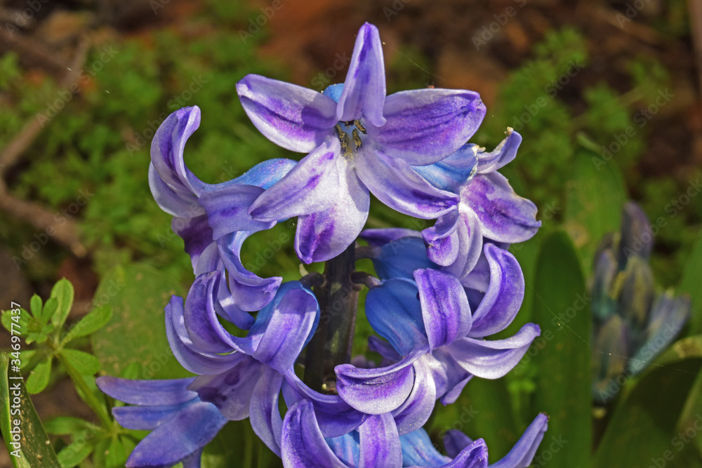 Au jardin : jacinthe violette dont les fleurs sont ouvertes. Stock