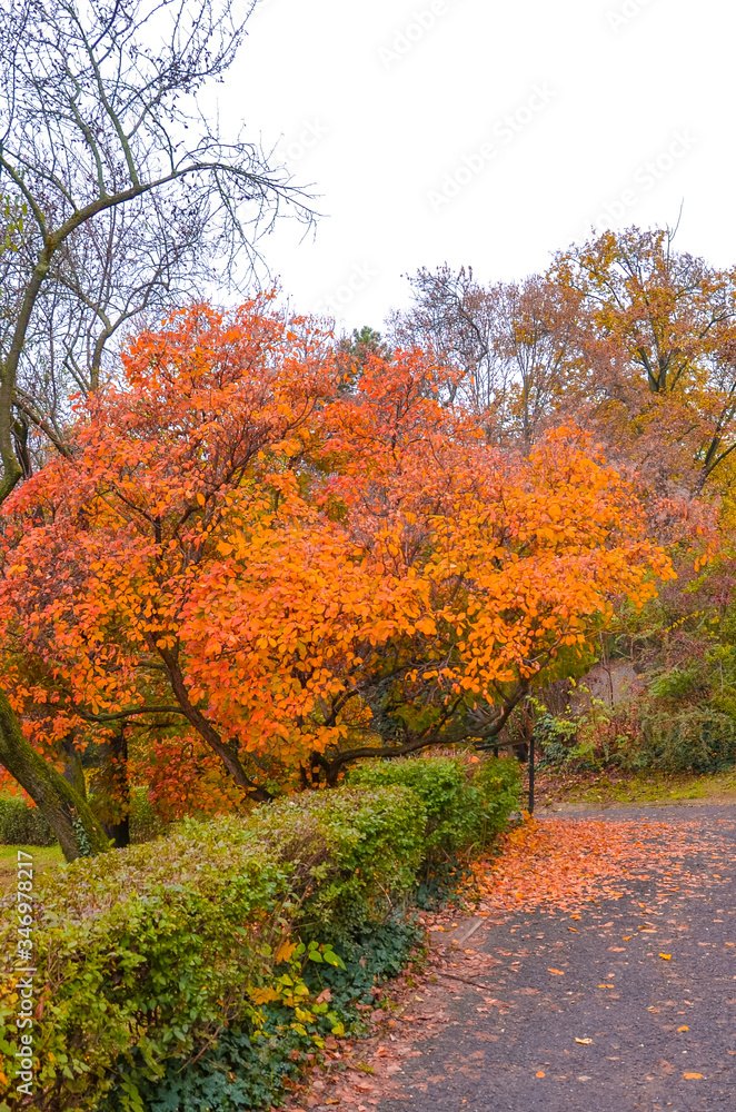Naklejka premium Fall trees in the foreground along the path in the city park on the Gellert Hill in Budapest, Hungary. Autumn tree branches and foliage. Fall trees in orange and red colors. Vertical photo.