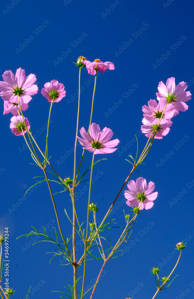Cosmos against blue sky Cosmos against blue sky