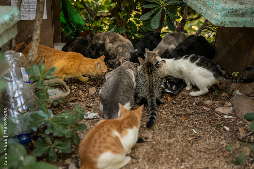 Obraz premium A group of hungry multicoloured homeless stray eating food given by volunteers in downtown Dubrovnik who also made houses of cardboard for them. Surrounded by greenery