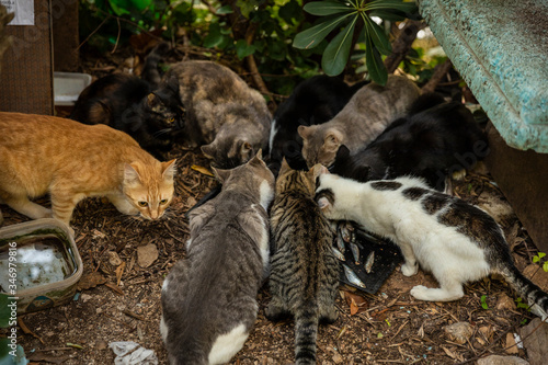 Group of hungry multicoloured homeless stray cats eating food given by volunteers in downtown Dubrovnik who also made houses of cardboard for them. Surrounded by greenery