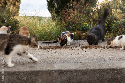 Fotografija Hungry multicoloured homeless stray cats eating food from the sidewalk given by volunteers in downtown Dubrovnik, Dalmatia, Croatia who also made houses of cardboard for them