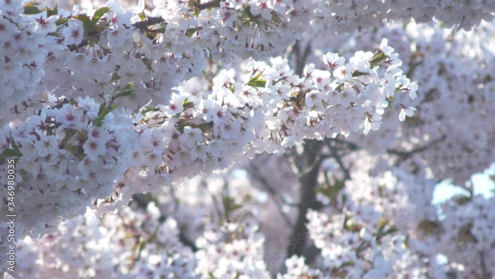 桜の花 桜の花