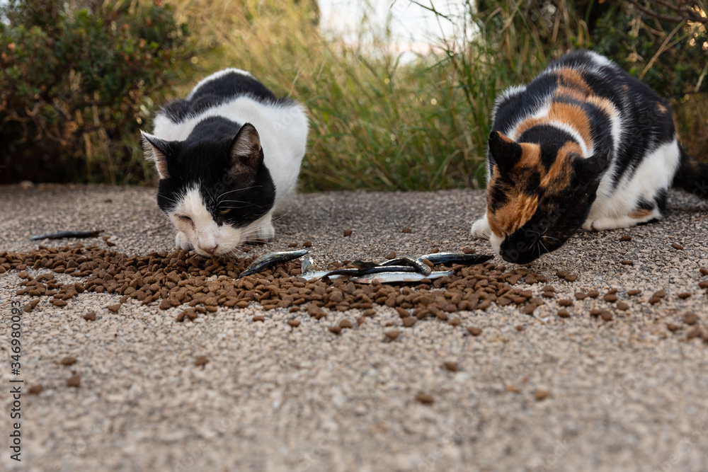 Two of hungry multicoloured homeless stray cats eating food given by volunteers in downtown Dubrovnik who also made houses of cardboard for them. Surrounded by greenery on a sunny day Two of hungry multicoloured homeless stray cats eating food given by volunteers in downtown Dubrovnik who also made houses of cardboard for them. Surrounded by greenery on a sunny day