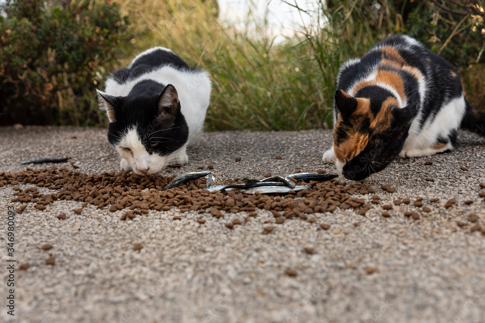 Two of hungry multicoloured homeless stray cats eating food given by volunteers in downtown Dubrovnik who also made houses of cardboard for them. Surrounded by greenery on a sunny day