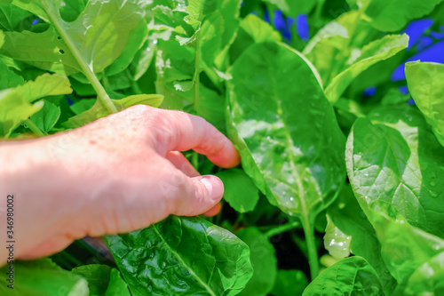  Unidentifiable gardener checking the leaves of homegrown radish plants (Raphanus sativus) growing in a domestic greenhouse with intentional soft focus and shallow depth of field