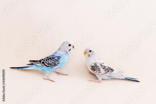 Two budgies of white and blue on a white background