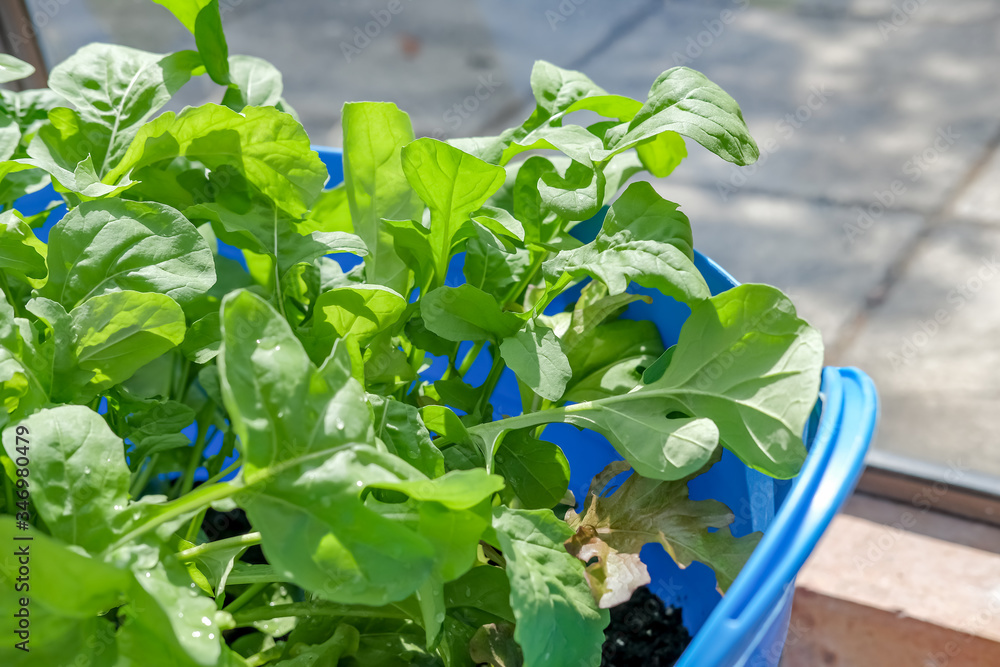 Close up of homegrown organic rocket leaves (Eruca sativa) ready for harvesting growing in a domestic greenhouse Close up of homegrown organic rocket leaves (Eruca sativa) ready for harvesting growing in a domestic greenhouse