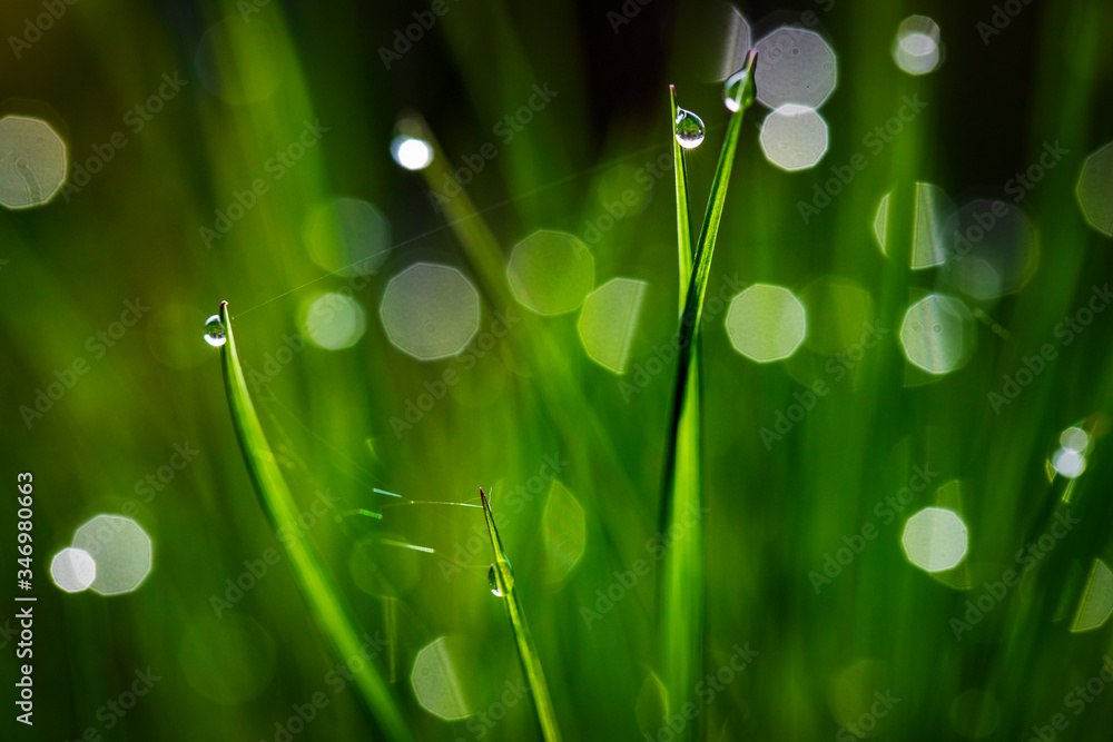 Obraz premium Drop of morning dew on a blurred background