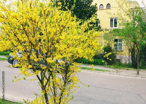 Flowering trees on a city street in spring