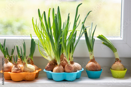 Chives grow in a pot on the windowsill. Eco green sustainable living zero waste  plastic free world food day  responsible consumption.