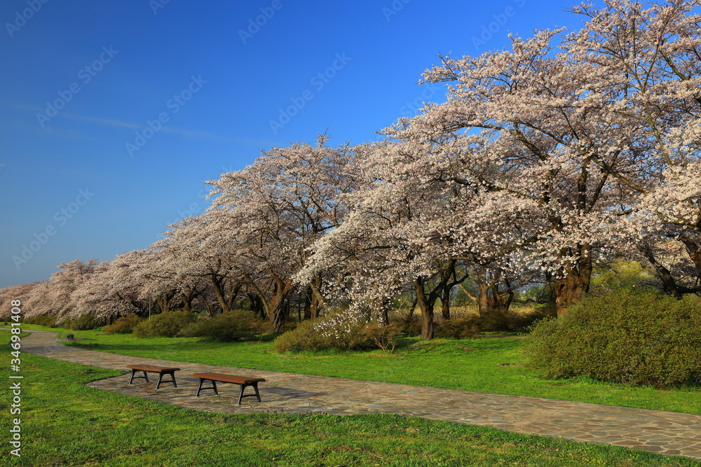 春の展勝地 桜並木 春の展勝地 桜並木