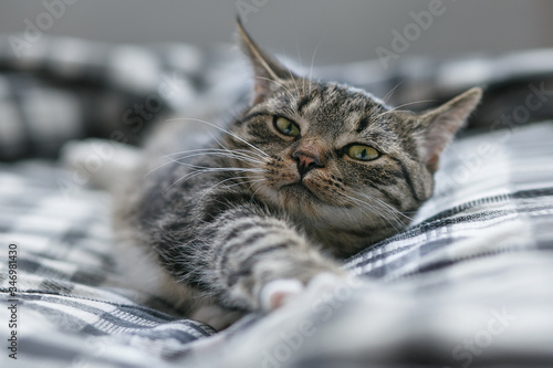 Young cat stretches on a cricket plaid © victoriyasmail