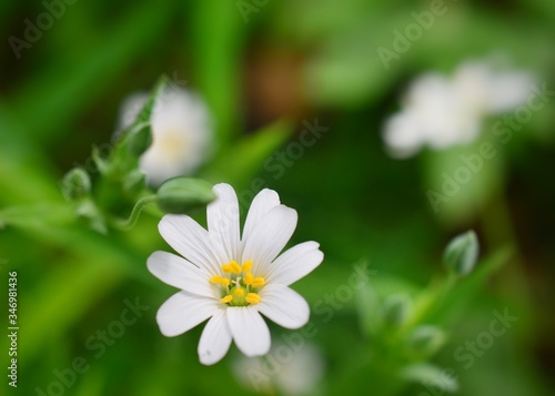 Stellaria holostea, the addersmeat or greater stitchwort