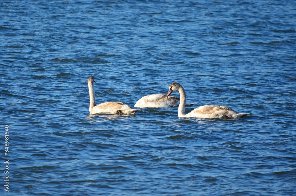 White swans swim in the blue water White swans swim in the blue water