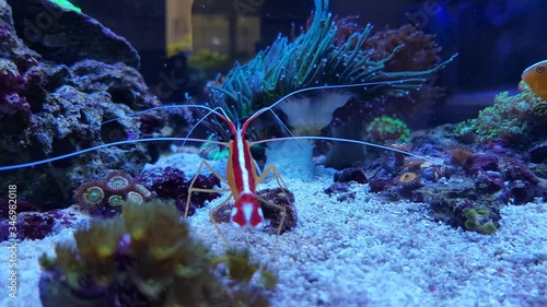 4K video of Skunk cleaner shrimp - (Lysmata amboinensis)
